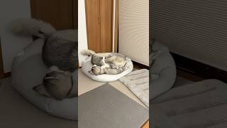 飼い主をダメにするクッションを愛犬がダメにする・・・【多頭飼い】   #シベリアンハスキー #puppy #shorts