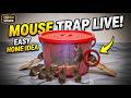 Easy MOUSE TRAP IDEA | MOUSE TRAP IN HOME | MOUSE TRAP LIVE