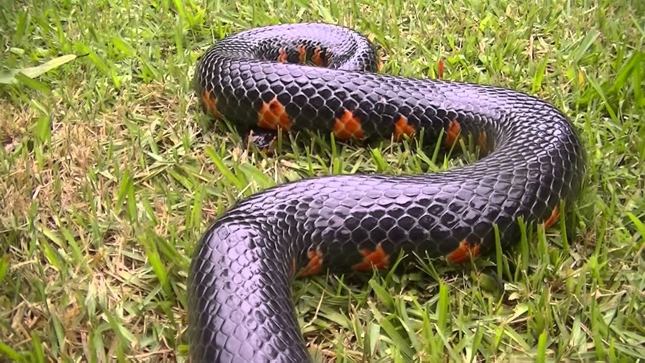 Eastern Mud Snake YouTube
