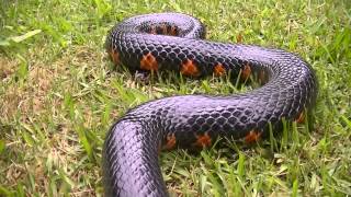 Mud snake (farancia abacura) description: smooth, glossy, black back
scales, with a red underside that extends up the sides to form bars of
reddish-pink. cyl...