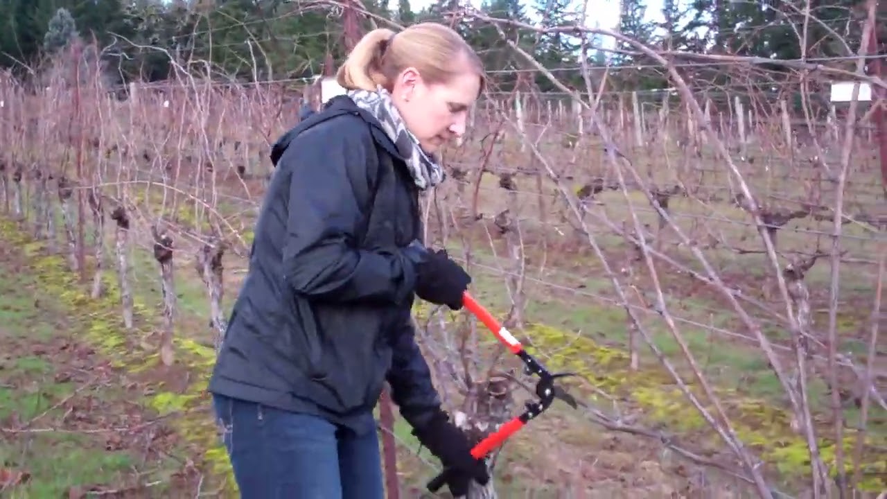 How to transition to spur pruning from cane pruning