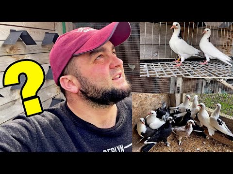 😯 Когда Полеты? Я на Связи! Бакинские голуби готовы Рвать Небо👍💪