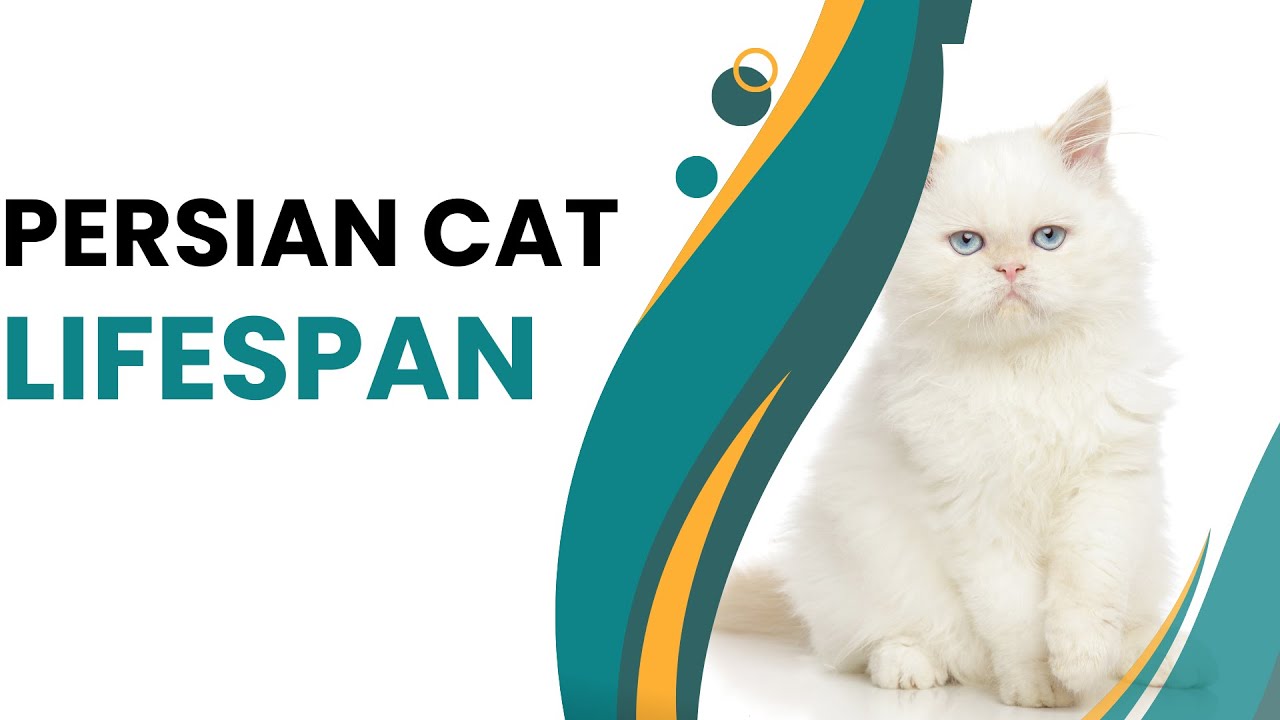 "Unraveling the Mysteries of Persian Cat Lifespan" - YouTube