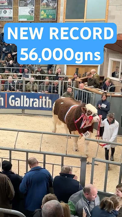 Simmental bull Hemingford Prince Charming sells for a record priceof 56,000gns!