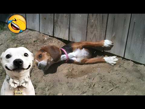 FUNNIEST CATS AND DOGS VIDEOS 2026😻🐶4 Hours Of Hilarious ANIMALS🤣