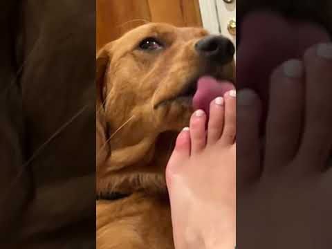 ASMR toe licking #puppy #feet #toes #asmr