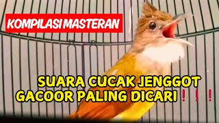 017 Kompilasi Masteran Cucak Jenggot Guru Vocal Terbaik Segala Jenis Burung Paling Dicari