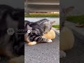 Good Cat Saved a Puppy #cat #shortvideo #sora