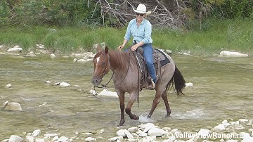 Eazy E***For info, price, etc., go to our website: ValleyViewRanch.net***