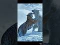 Tiger vs Polar Bear 🐯❄️ | Snow Battle You Won’t Believe!#tiger #polarbear #animalfight #wildlife