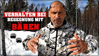 Begegnung Mit Einem Bären? So Kannst Du Dich Verhalten