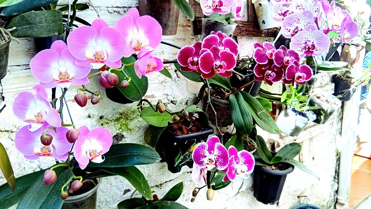 Orquídeas phalaenopsis,  como ser bem sucedido no cultivo ?