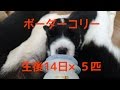 【肉球】ボーダーコリー生後14日【ｶﾜﾕｽ】