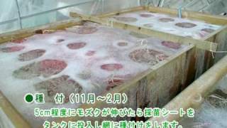 もずく協議会 もずく養殖の流れ