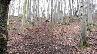 Da hat´s Klingel abgesattelt