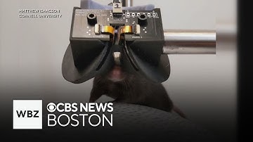 Scientists use virtual reality goggles on mice to learn more about memory