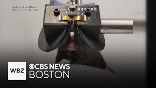 Scientists use virtual reality goggles on mice to learn more about memory