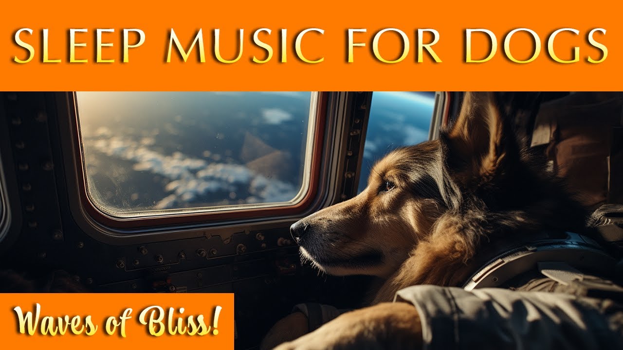 Music for Dogs to Sleep To 🐶 Gentle Ambience to Help Your Canine Snooze YouTube