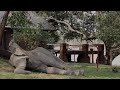 Sleeping elephant at mfuwe lodge