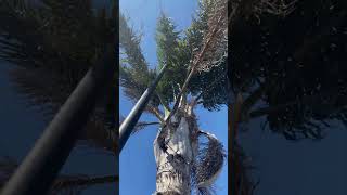 Что растёт под пальмой в Калифорнии?
