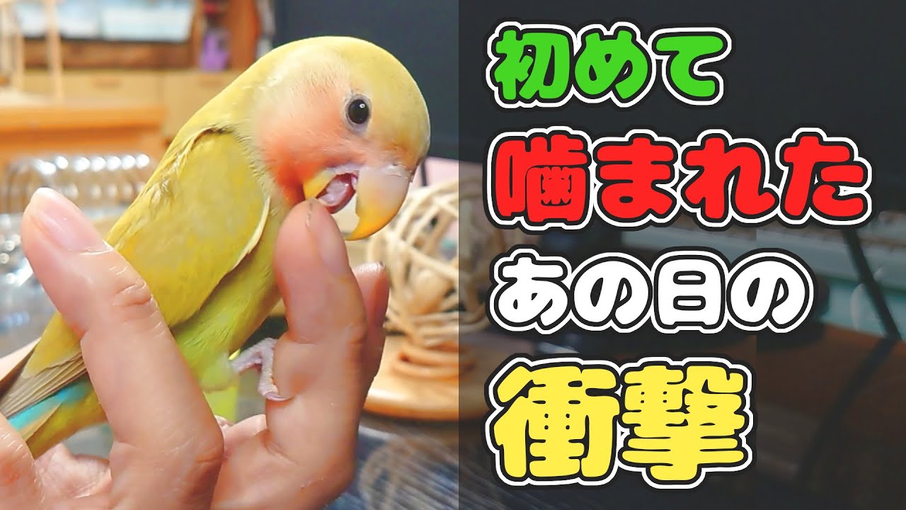コザクラインコをお迎えしてみての話 - YouTube