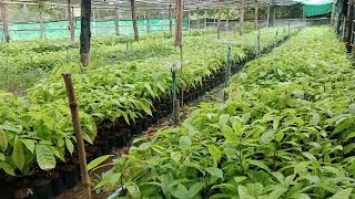 កាកាវជាប្រភពនៃអាហារសុខភាពJuly 7, 2026