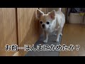 チワワの銀さん　かめたの成長にびびる　おしゃべりペット