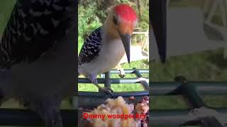 Downy woodpecker caught on my camera bird feeder ❤️✨ #beautiful #birdwatch #woodpecker