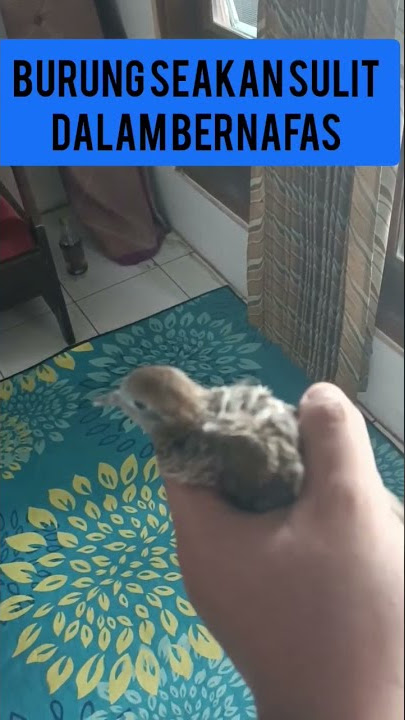 Gejala Burung perkutut bangkok sebelum mati, gejala sesak nafas seperti divideo 😢