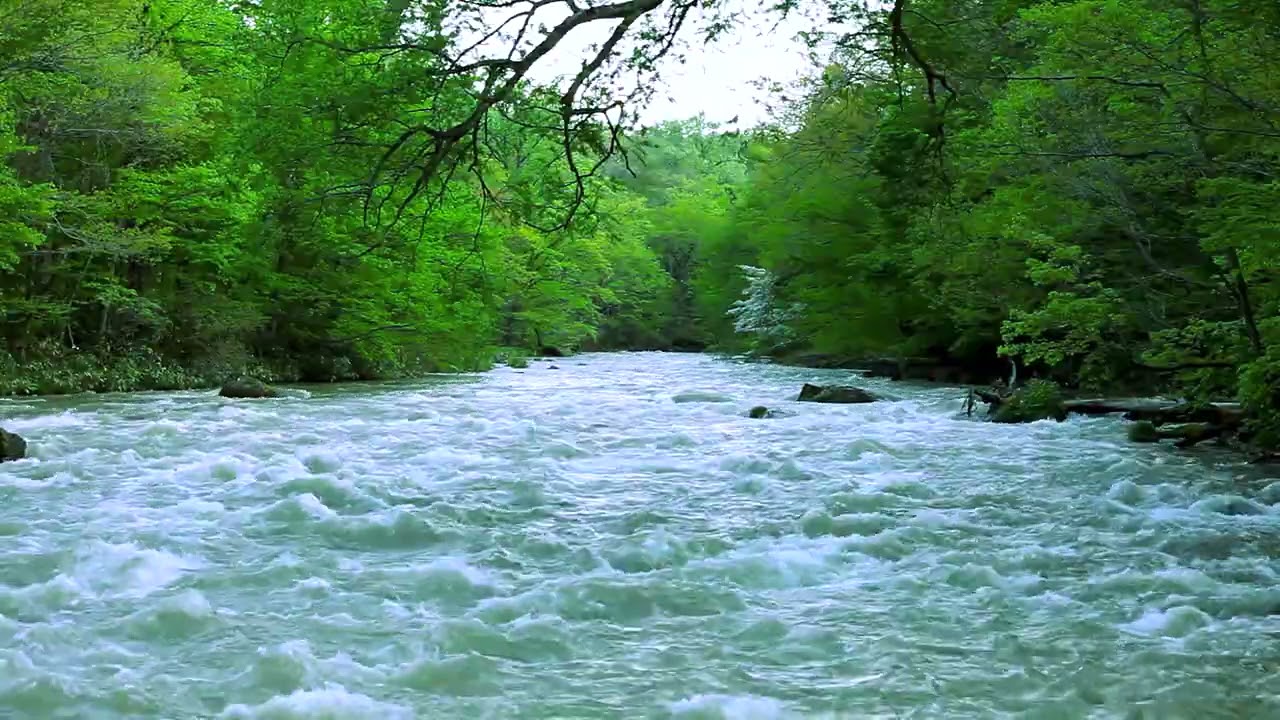 Calming RIVER flowing sound in green forest. Flowing Water, Relaxing ...