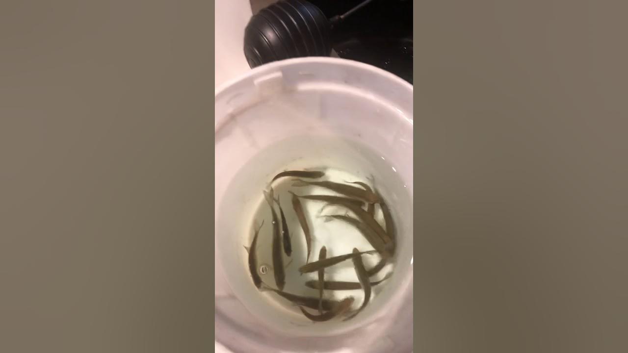 Medium Shiners Live Shiners RI Bait and Tackle Buy Shiners at Ocean