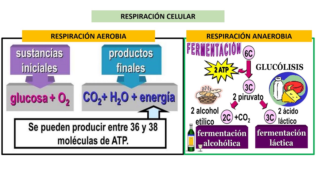RESPIRACIÓN CELULAR - YouTube