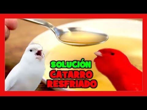 Video: Resfriados De Loros: Como Tratar