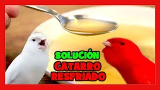 COMO CURAR el CATARRO a un PAJARO ✅ REMEDIOS NATURALES para MEJORAR EL CANTO DEL CANARIO screenshot 5