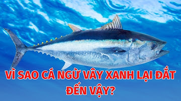 Bí Mật Quy Trình Xử Lý Cá Ngừ Vây Xanh