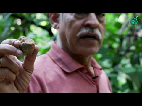 Thottea siliquosa | Coscinium fenestratum | paederia foetida - Dr Satyanarayana Bhat
