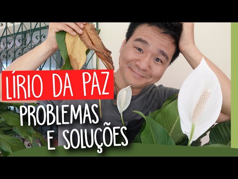 Vídeo: Spathiphyllum Leaf Problems - Lírios da paz com folhas marrons e amarelas