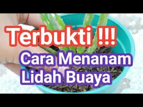 Video: Masalah Dengan Daun Lidah Buaya Terkulai - Apa yang Harus Dilakukan Saat Lidah Buaya Anda Terkulai