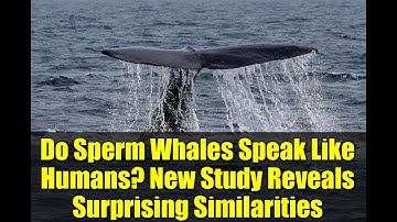 Do Sperm Whales Speak Like Humans? New Study Reveals Surprising Similarities