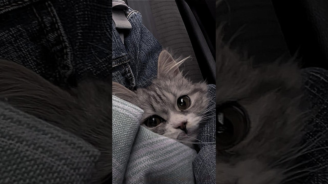 Grove HooD RaiD PoV | NoLan || #lifeinsoulcity