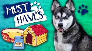 Must Haves For New Klee Kai Puppy OwnersLive Puppy Cam!