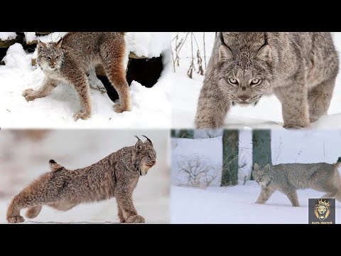 Нападение рыси на человека