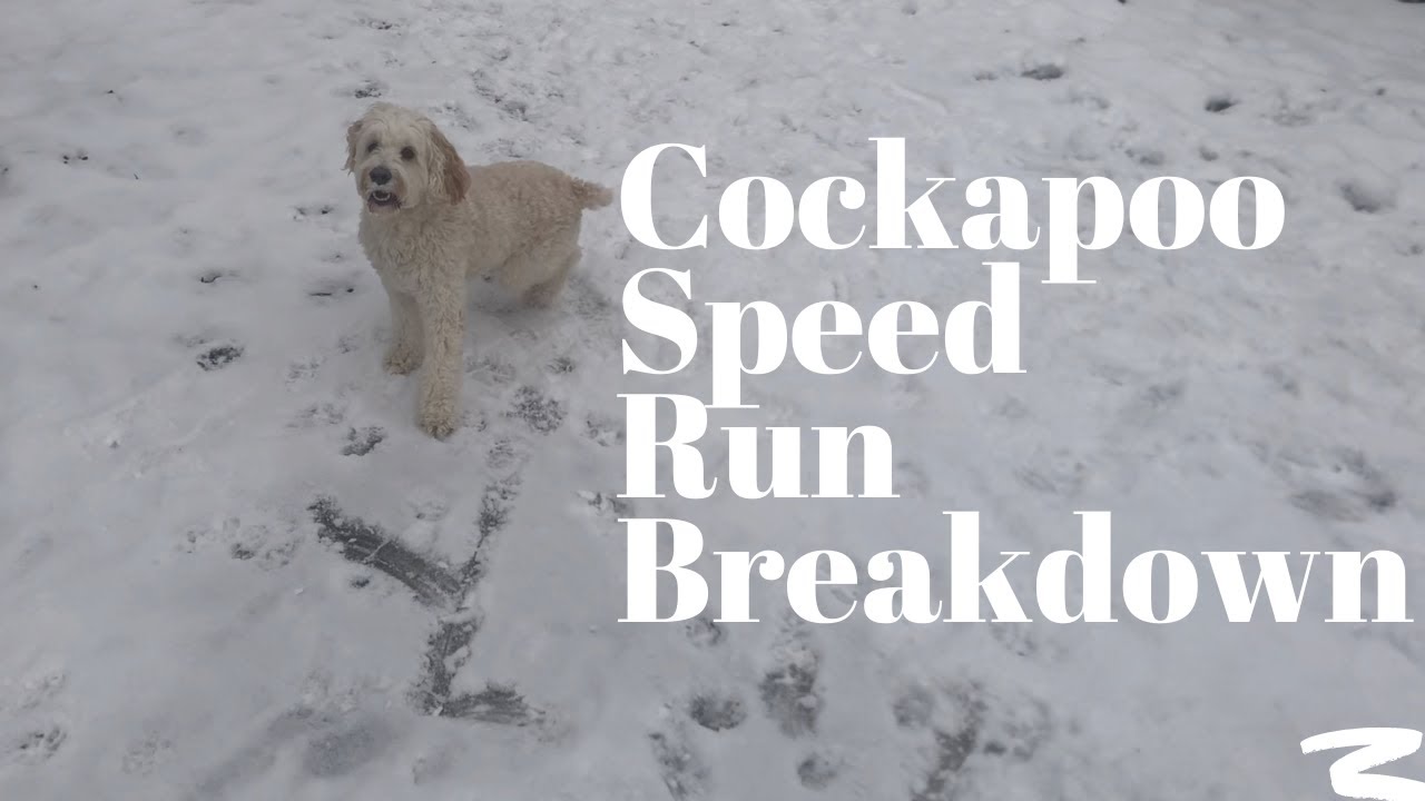 How Fast Can A Cockapoo Run