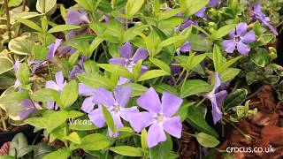 Low maintenance groundcovers