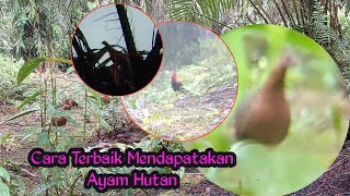 Teknik Mendapatkan Ayam Hutan Dengan Cara Pancingan Mp3