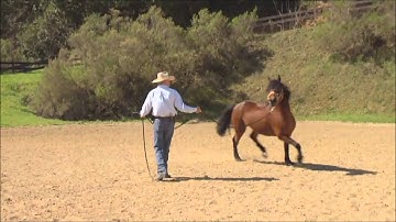 Charles Wilhelm uses lunging to work with an emotional horse
