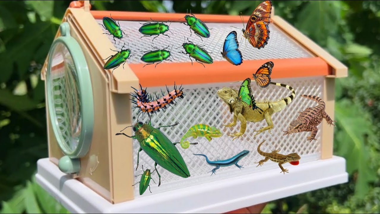 I Catching Insects In The Vegetable Garden I Got Sternocera, Grasshopper, Butterfly, and Lizards