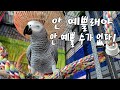 똘이는 혼자서 배우고 익힙니다[연구대상똘이] African gray parrot Papagei(popugái)Papago parrot, cockatoo 鸚鵡, 鳳頭鸚鵡