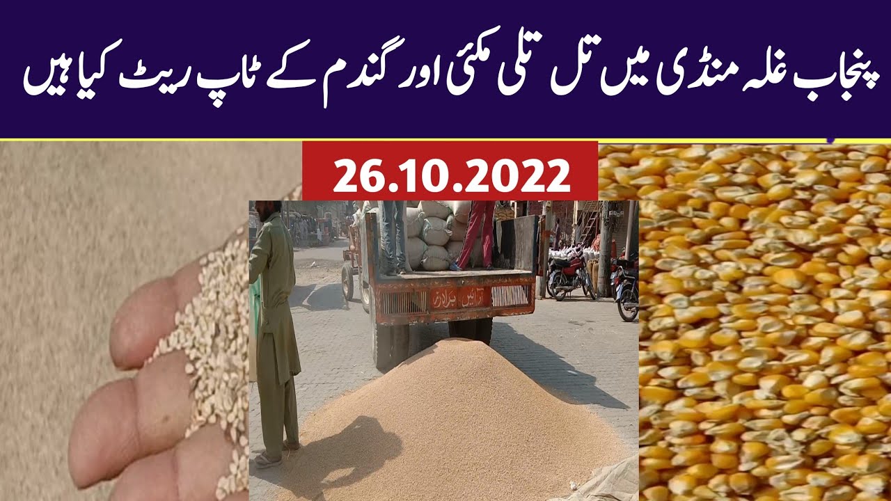 Today corn maize Makki Makai wheat gandam till tili price in Pakistan ...