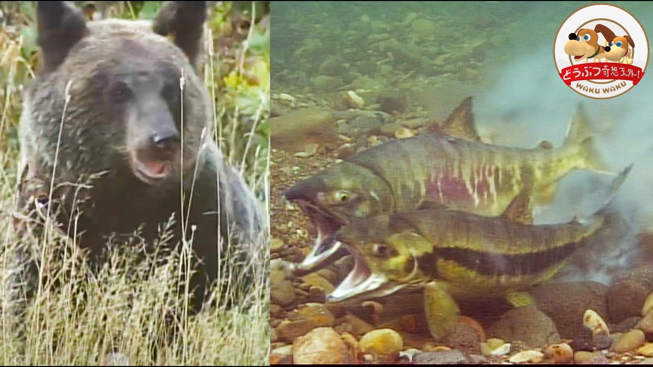 【貴重映像】北海道に、魚もキツネもヒグマもワシも集う”幻の川”があった！サケの大群が命がけの出産…そして残った壮絶な光景とは【どうぶつ奇想天外／WAKUWAKU】